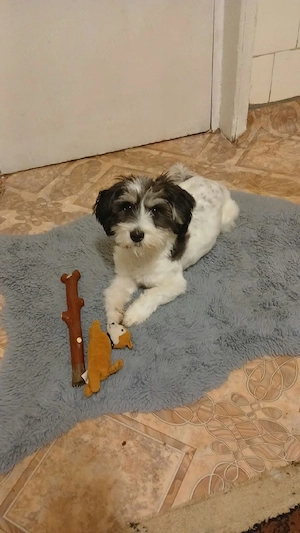 Bichon havanez