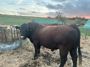 Taur Angus cu origine