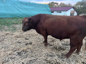 Taur metis Angus - imagine 2