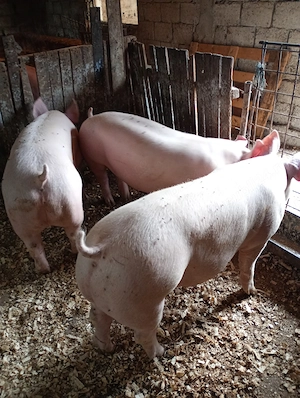 Disponibil la vânzare 90 130 kg