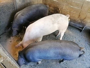 Vând Purcei Pietrain și Landrace
