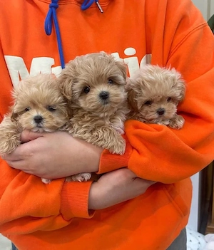 MALTIPOO toy - Pui din Canisa Proprie, Permitem Vizionare 