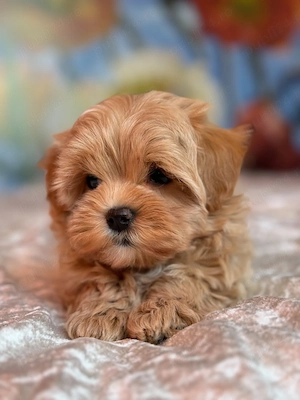 MALTIPOO toy - Pui din Canisa Proprie, Permitem Vizionare  - imagine 3