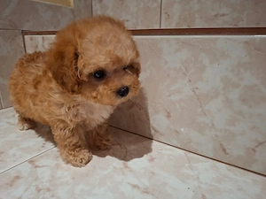 Maltipoo Toy din Canisa Autorizată  - imagine 5