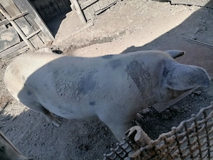Vând purcea 300 kg, crescută natural în gospodărie - imagine 2
