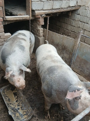 porci de vânzare 