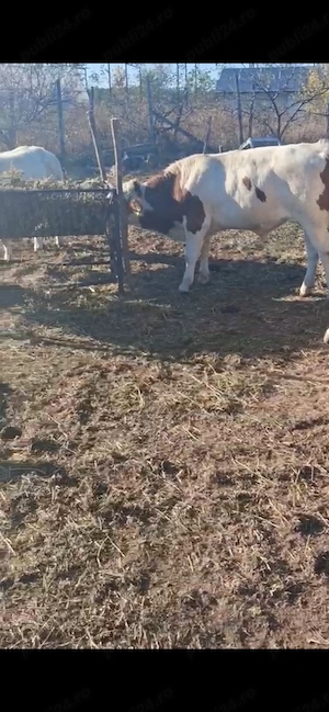 Vitei de vanzare.    .