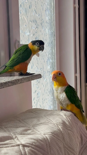 pereche caique
