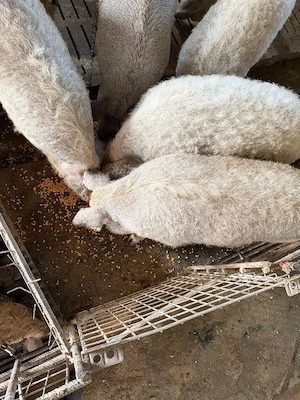 porci mangalita rasa cu pedigree