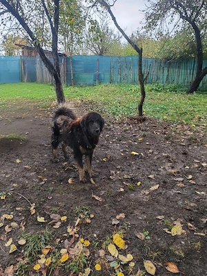 Femelă Mastiff Tibetan schimb