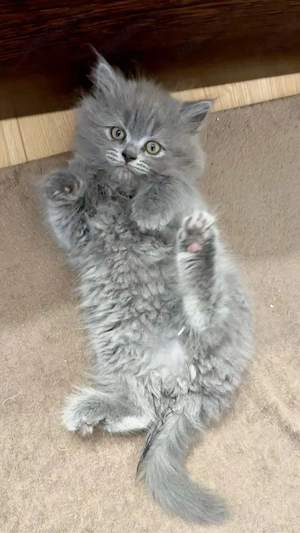Maine Coon - imagine 3