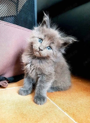 Maine Coon