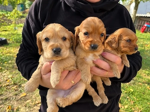 Cocker Spaniel Englez - Canisă Autorizată 