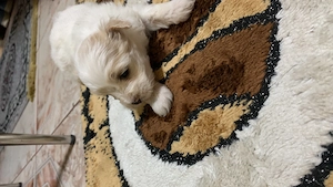 Bichon Maltez talie mică 