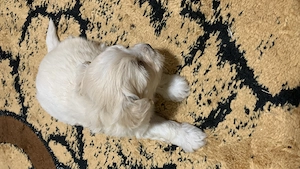 Bichon Maltez Talie Mică 