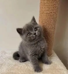 British Shorthair blue 