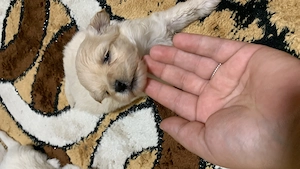 Bichon Maltez talie mică  - imagine 2