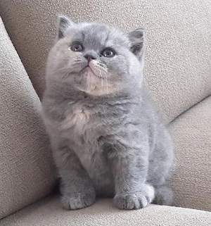 British Shorthair bicolor 
