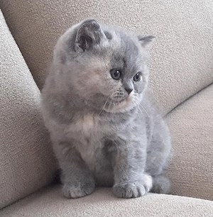 British Shorthair bicolor  - imagine 2
