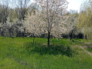 Casă de vânzare în județul Argeș  - imagine 5