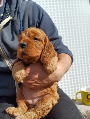 Cocker Spaniel Englez - Canisă Autorizată  - imagine 4