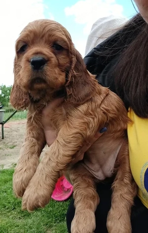 Cocker Spaniel Englez - Canisă Autorizată  - imagine 2