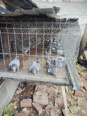 porumbei voiajori 