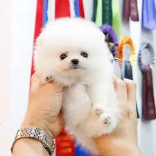 PAȘAPORT+HRANA+LIVRARE la Cluj Napoca-Pomeranian mini de vanzare-Factura,microcip,carnet,Garantie
