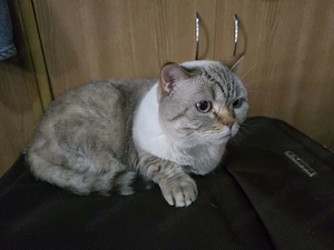 Donez pisica sterilizata British Shorthair