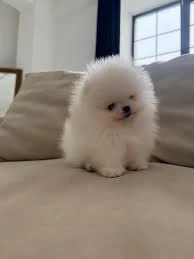 Pașaport+ HRANA+LIVRARE la Pitesti-Rezerva Catei Pomeranian 100% rasa pura,Microcip,Factura,Garantie - imagine 2