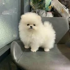 Livrare la Bucuresti -Pomeranian Mini de vanzare+PAȘAPORT,Microcip, Carnet-Disponibili acum - imagine 2