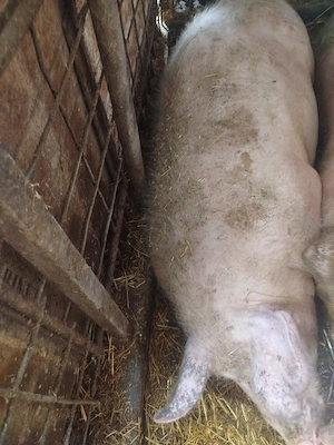 Vând porc pentru Crăciun  - imagine 2