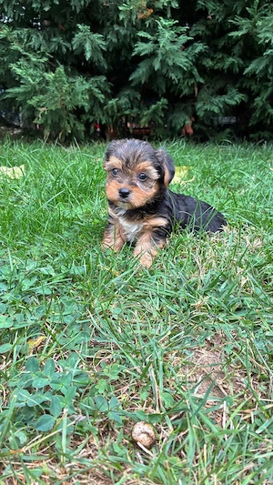 Yorkshire terrier baietel - imagine 2