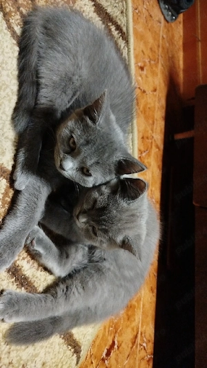 British Shorthair Blue - imagine 3