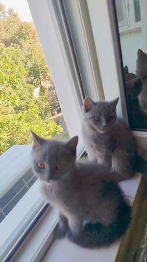 British Shorthair Blue - imagine 4