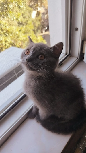 British Shorthair Blue - imagine 2