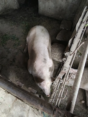 Vand porci sanatosi crescuți în gospodărie - imagine 4