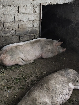 Vand porci sanatosi crescuți în gospodărie - imagine 3
