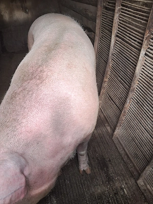 Vand porci de carne - imagine 3
