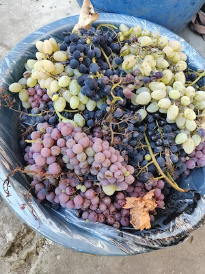 Struguri pentru Vin - Must , amestec, culesi proaspat