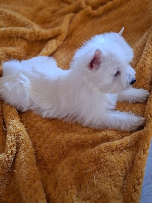 Westie - Canisă Autorizată  - imagine 4