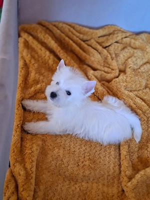 Westie - Canisă Autorizată  - imagine 3
