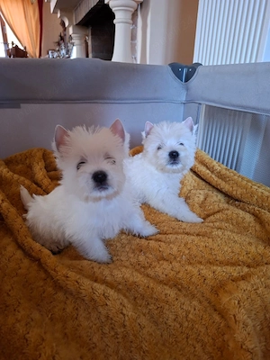 Westie - Canisă Autorizată  - imagine 2