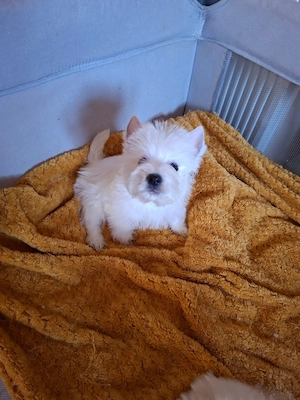 Westie - Canisă Autorizată  - imagine 5