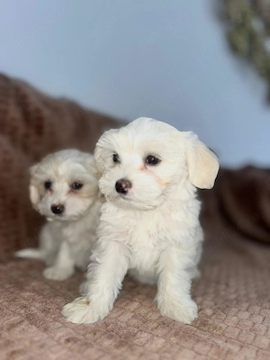 Bichon  maltez  2 luni  - imagine 2