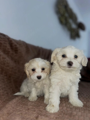 Bichon  maltez  2 luni  - imagine 3