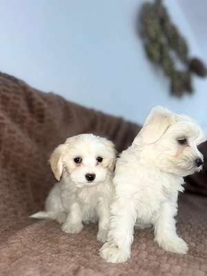 Bichon  maltez  2 luni  - imagine 4