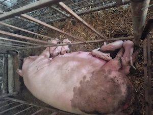 Purcea cu 8 purcei deosebit de cuminte .purceii au coltii taiati si fierul făcut. - imagine 2