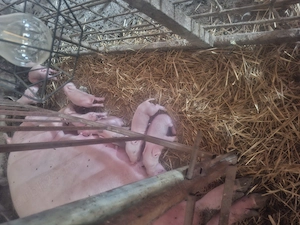 Purcea cu 8 purcei deosebit de cuminte .purceii au coltii taiati si fierul făcut.