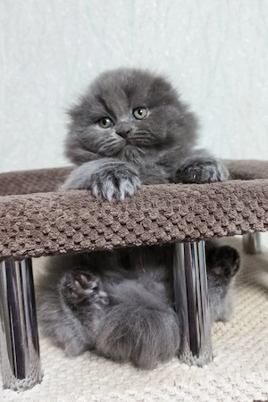scottish fold british  diferite culori - imagine 2